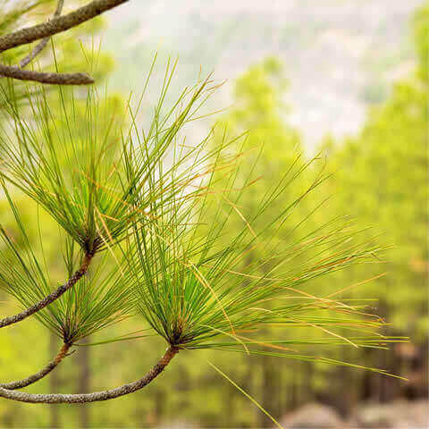 PINUS CANARIENSIS - Pino canario