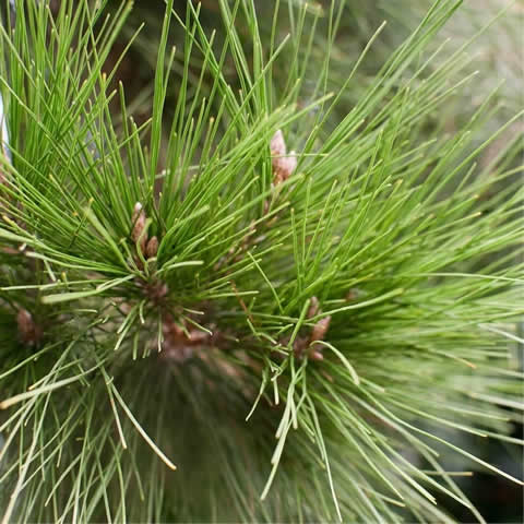 PINUS HALEPENSIS - Aleppo Pine