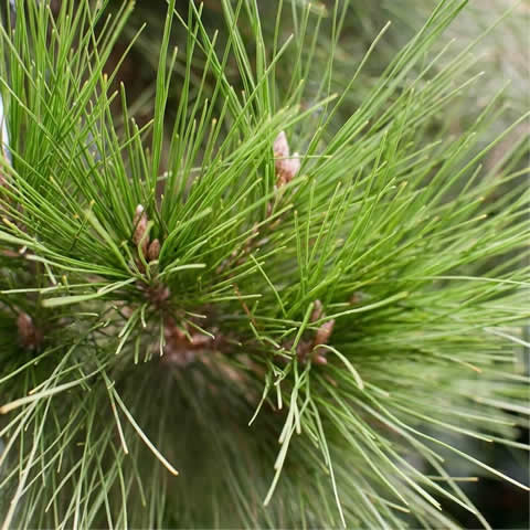 PINUS HALEPENSIS - Pino carrasco