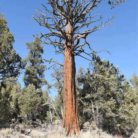 PINUS JEFFREYI - Pino de Jeffrey