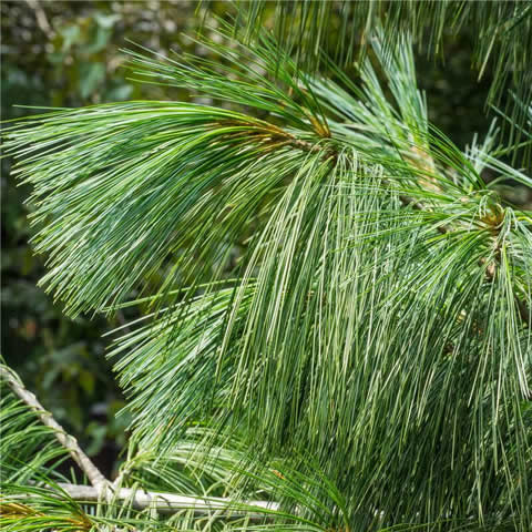 PINUS MONTICOLA - Western White Pine