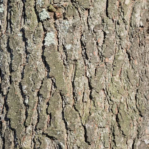 PINUS MONTICOLA - Pino blanco occidental