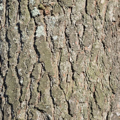 PINUS MONTICOLA - Western White Pine