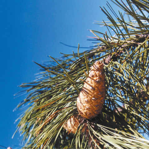 PINUS NIGRA SALZMANNII - Pino Laricio