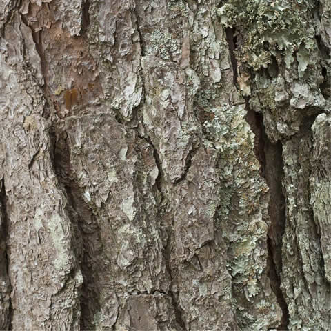 PINUS PATULA - Pino llorn