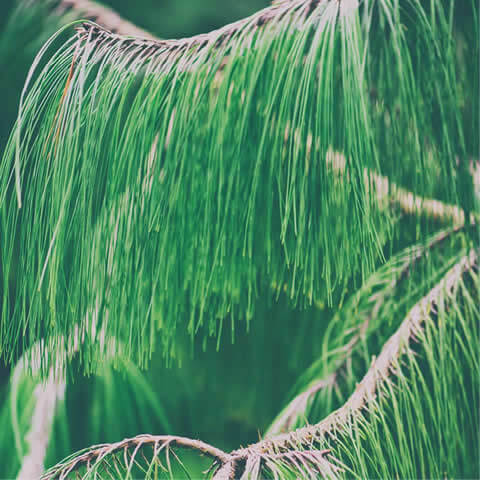 PINUS PATULA - Pino llorn