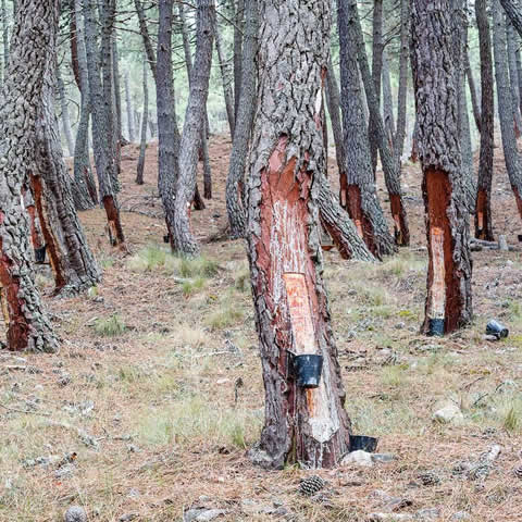 PINUS PINASTER - Pino martimo