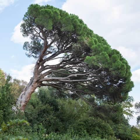 PINUS PINASTER - Pino martimo