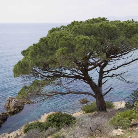 PINUS PINEA - Pino pionero