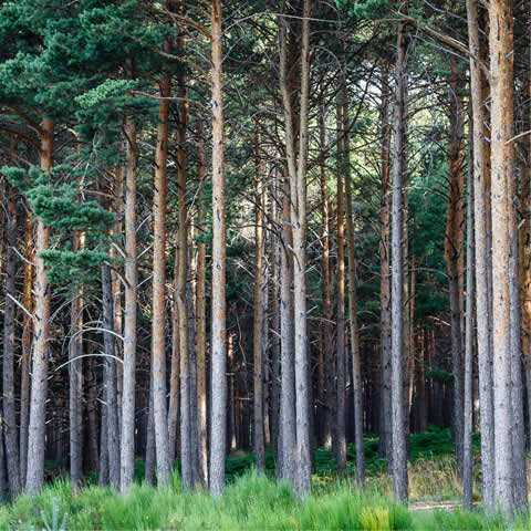 PINUS SYLVESTRIS - Scots Pine #1