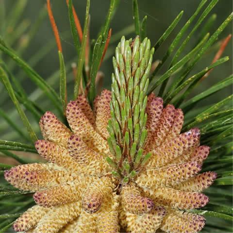 PINUS SYLVESTRIS - Scots Pine #2