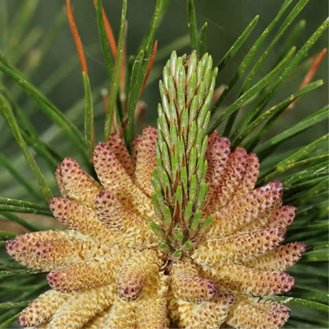 PINUS SYLVESTRIS - Pin sylvestre #2