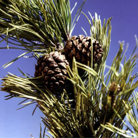 PINUS UNCINATA - Pino negro