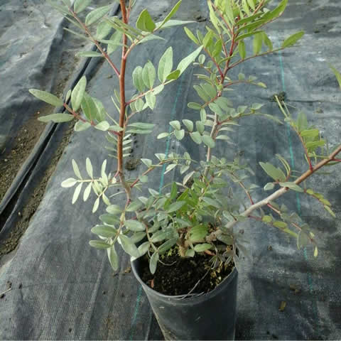 PISTACIA LENTISCUS C1.5 L 