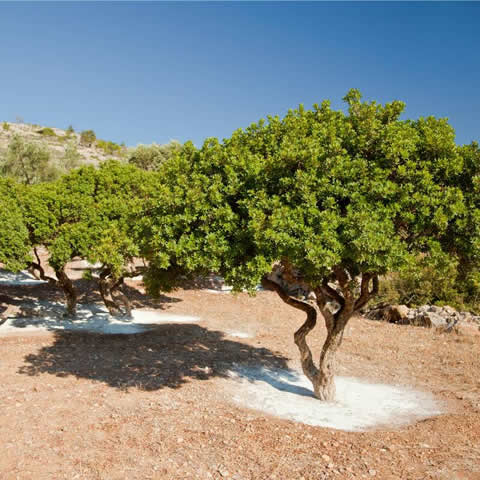 PISTACIA LENTISCUS - Lentisco