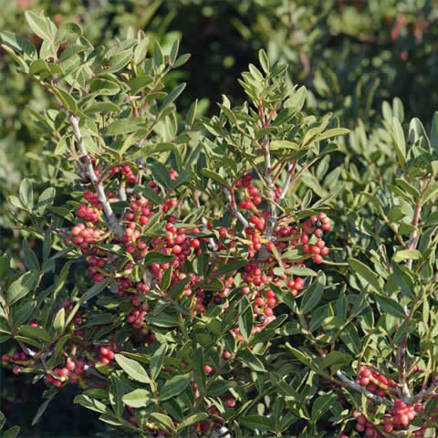 PISTACIA LENTISCUS - Lentisco