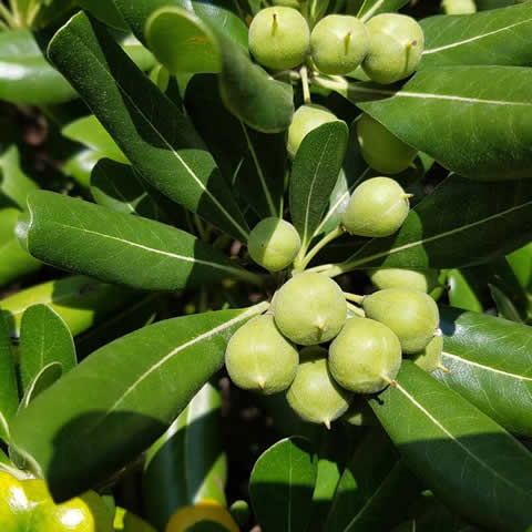 PITTOSPORUM TOBIRA