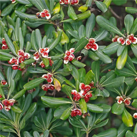 PITTOSPORUM TOBIRA NANA - Dwarf Japanese Cheesewood