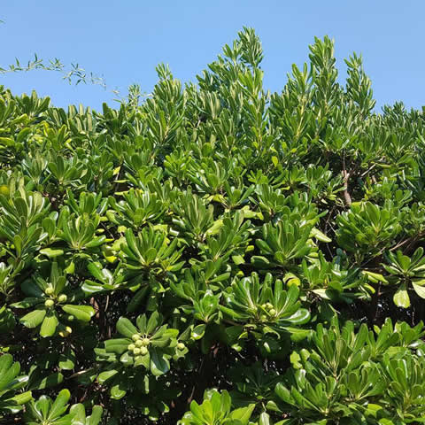 PITTOSPORUM TOBIRA