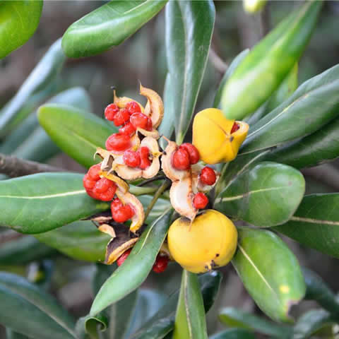 PITTOSPORUM TOBIRA NANA - Dwarf Japanese Cheesewood