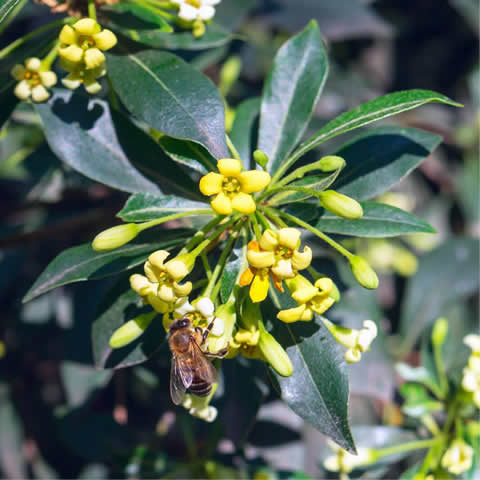 PITTOSPORUM TOBIRA - Pitosporo del Japn