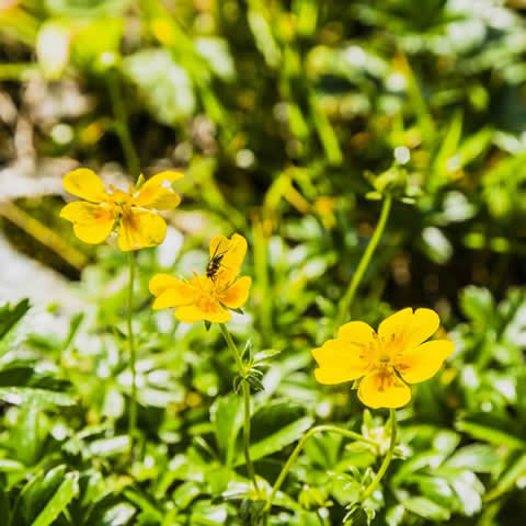 POTENTILLA AUREA - Potentilla