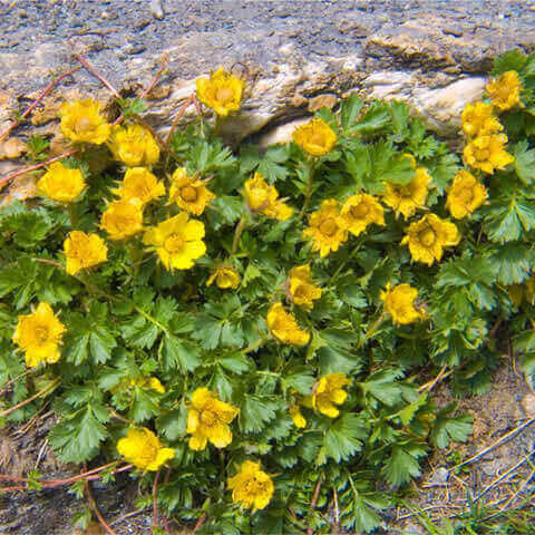 POTENTILLA AUREA - Potentilla