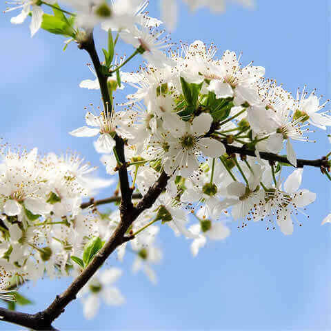 PRUNUS CERASIFERA - Ciruelo mirobolano