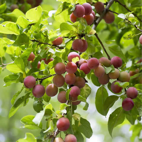 PRUNUS CERASIFERA - Cherry Plum