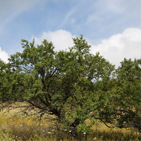 PRUNUS CERASIFERA - Ciruelo mirobolano