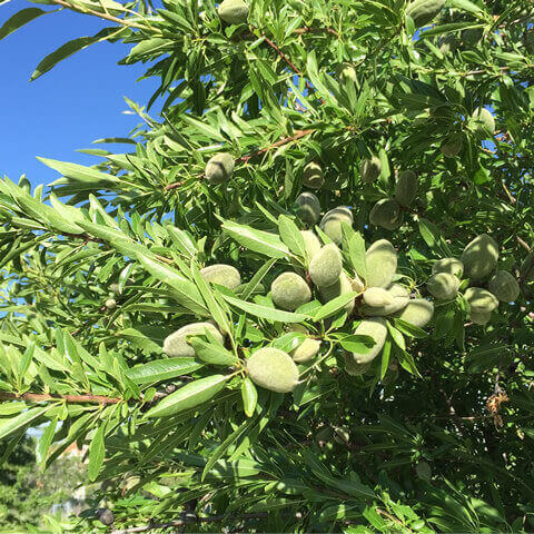 PRUNUS DULCIS var. DULCIS - Sweet Almond