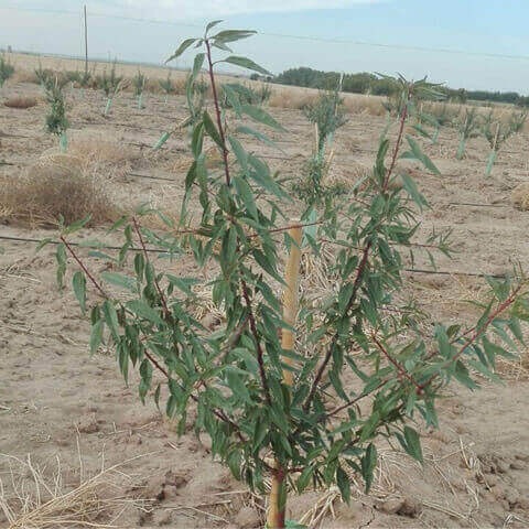 PRUNUS DULCIS var. VAIRO - Almendro Vairo