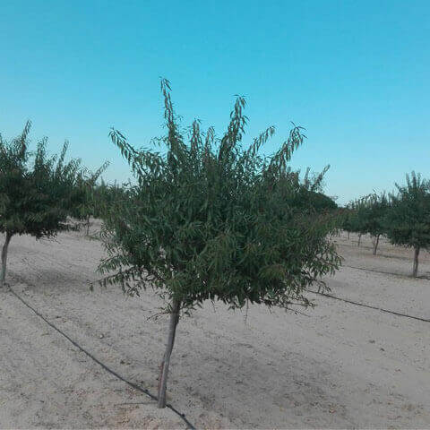 PRUNUS DULCIS var. VAIRO - Almond Vairo