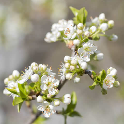 PRUNUS MAHALEB - Cerezo de Santa Luca