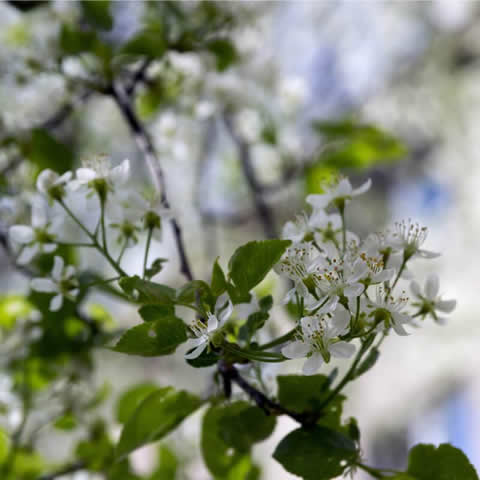 PRUNUS MAHALEB - St. Lucie Cherry