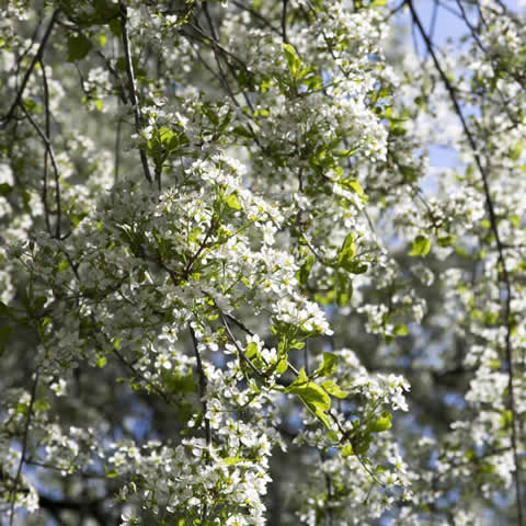 PRUNUS MAHALEB - Cerezo de Santa Luca