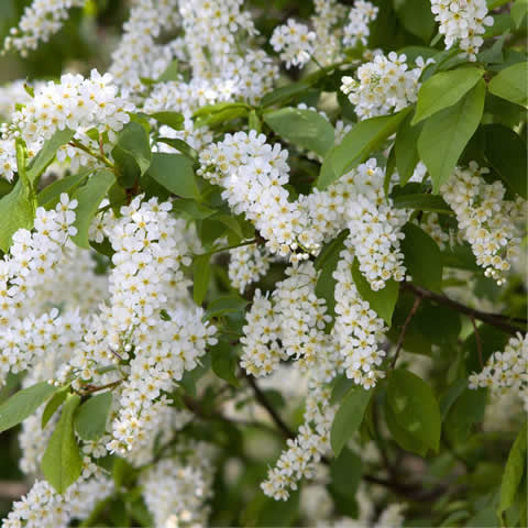 PRUNUS PADUS - Cerezo de racimo