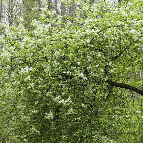 PRUNUS PADUS - Cerezo de racimo