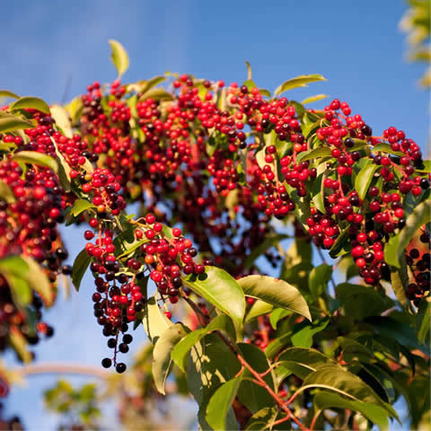 PRUNUS SEROTINA - Cerezo negro