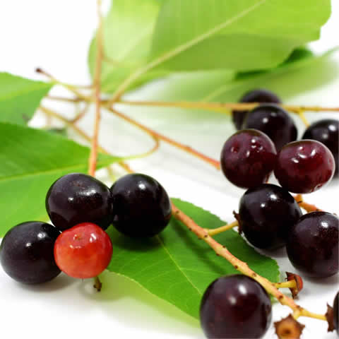 PRUNUS SEROTINA - Black Cherry