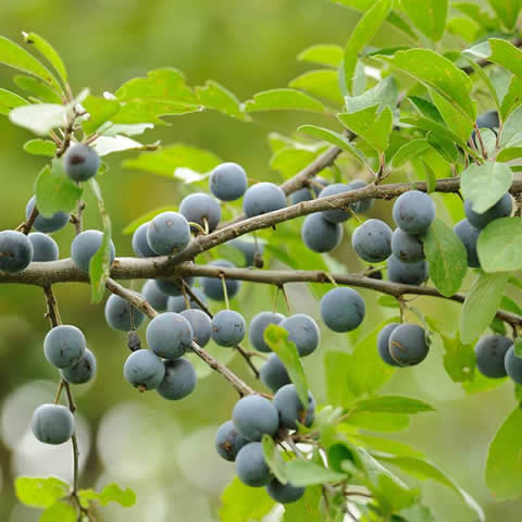 PRUNUS SPINOSA - Prunellier, pine noire