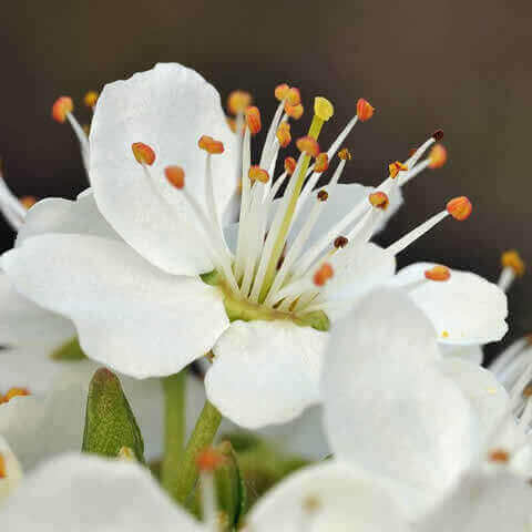 PRUNUS SPINOSA - Endrino