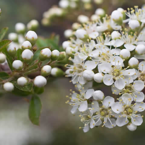 PRUNUS SPINOSA - Endrino
