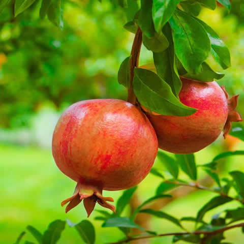 PUNICA GRANATUM - Pomegranate