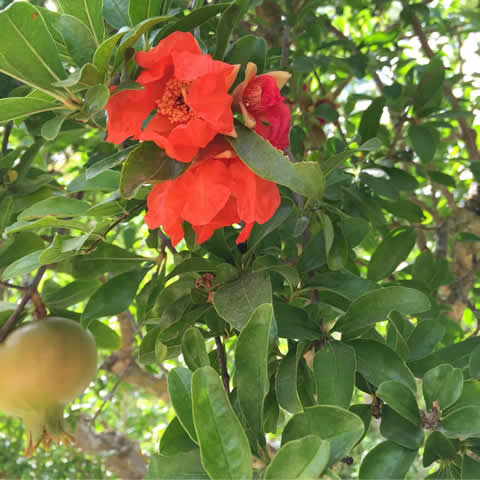 PUNICA GRANATUM - Pomegranate