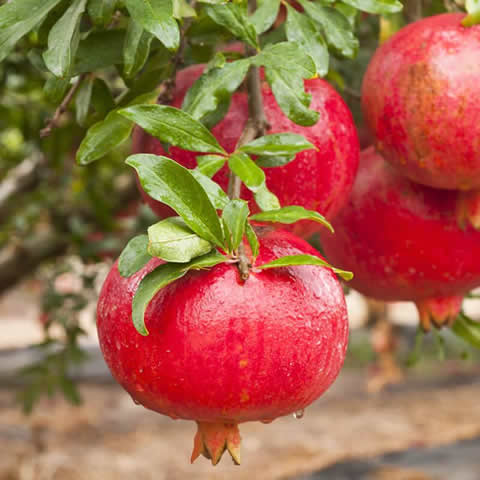 PUNICA GRANATUM - Pomegranate Tree