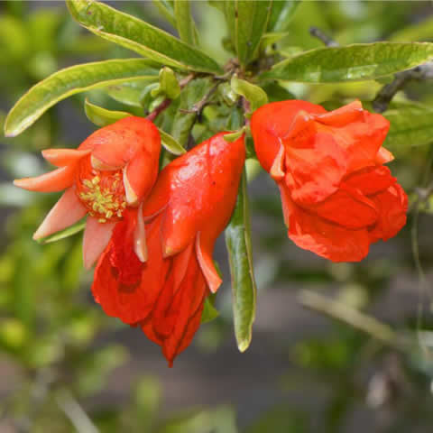 PUNICA GRANATUM NANA - Dwarf Pomegranate