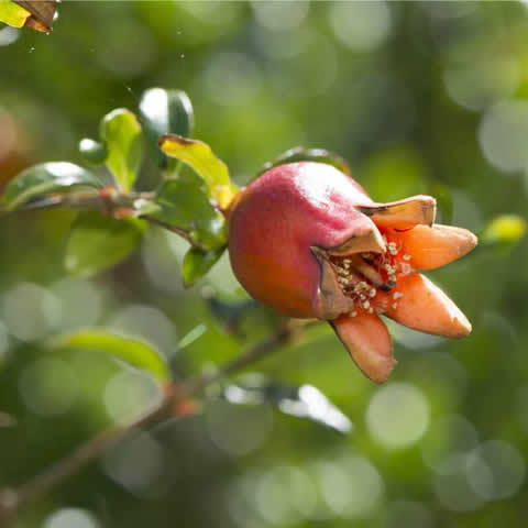 PUNICA GRANATUM NANA - Granado enano