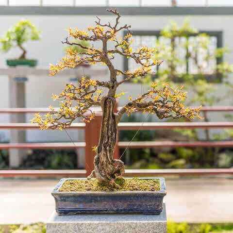 PUNICA GRANATUM NANA - Granado enano