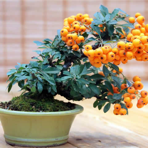 PYRACANTHA ANGUSTIFOLIA - Espino de fuego naranja